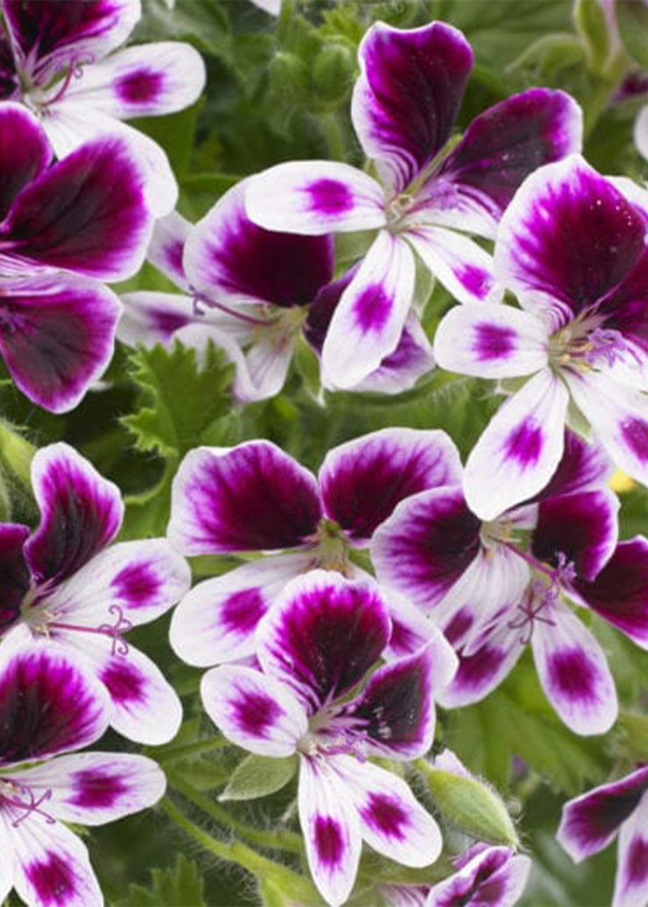 Pelargonium Mosquito Away Lizzie 1ltr
