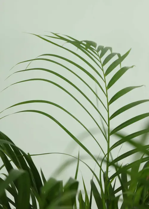 A photo of Dypsis Lutescens 24cm