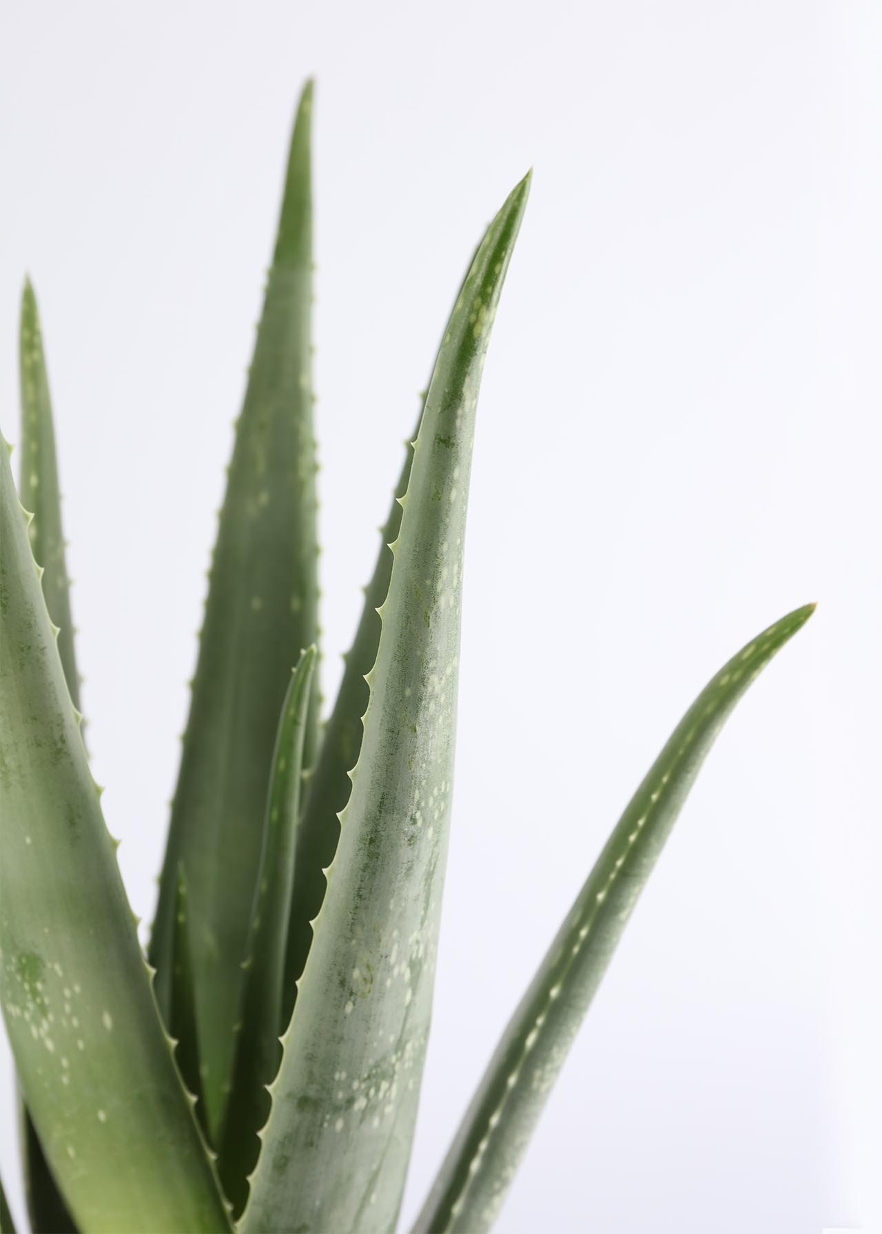 Aloe Vera 12cm