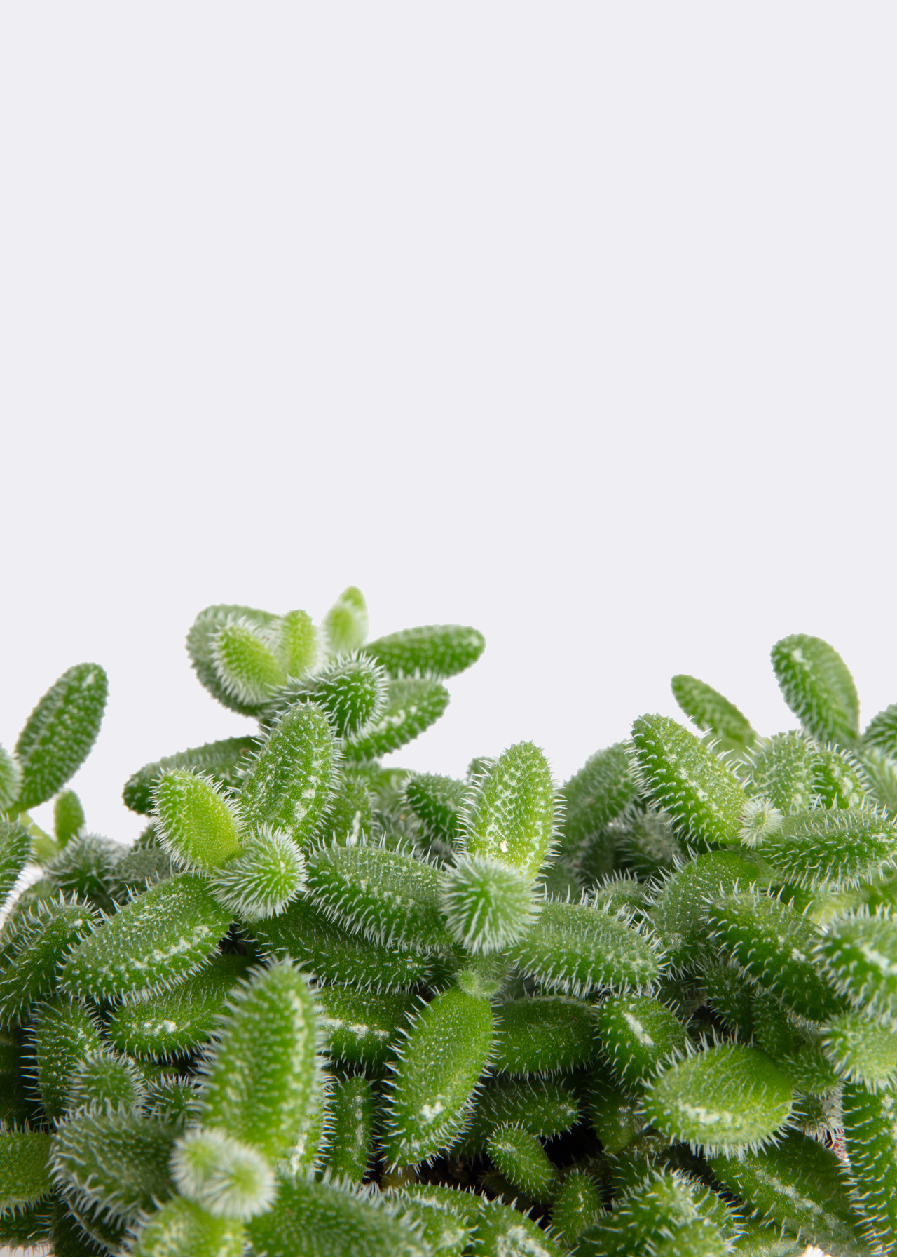 Delosperma Echinatum 12cm