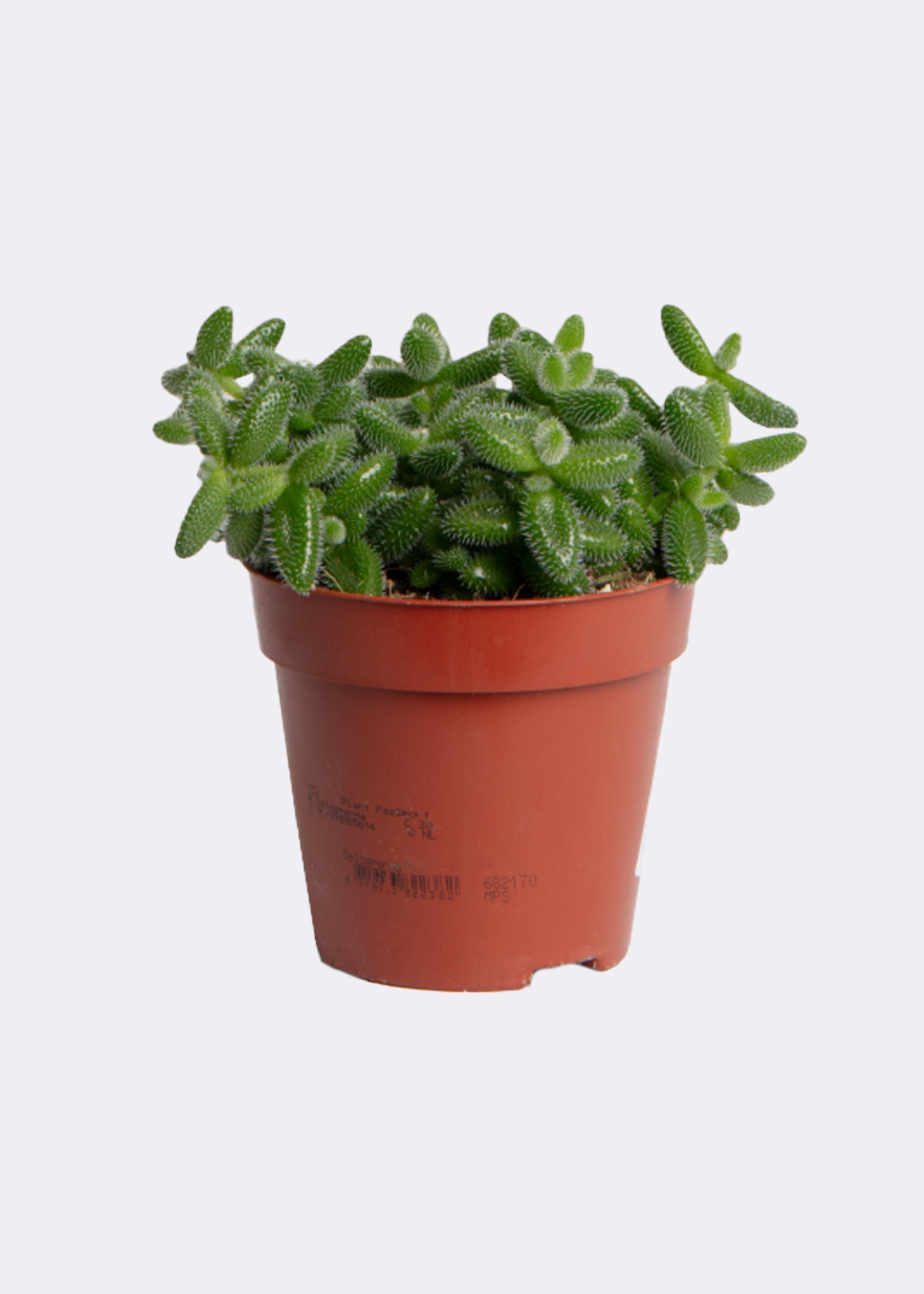 Delosperma Echinatum , Succulent Plants Are Grown In Terracotta Pots In Succulent Plants Image208667483