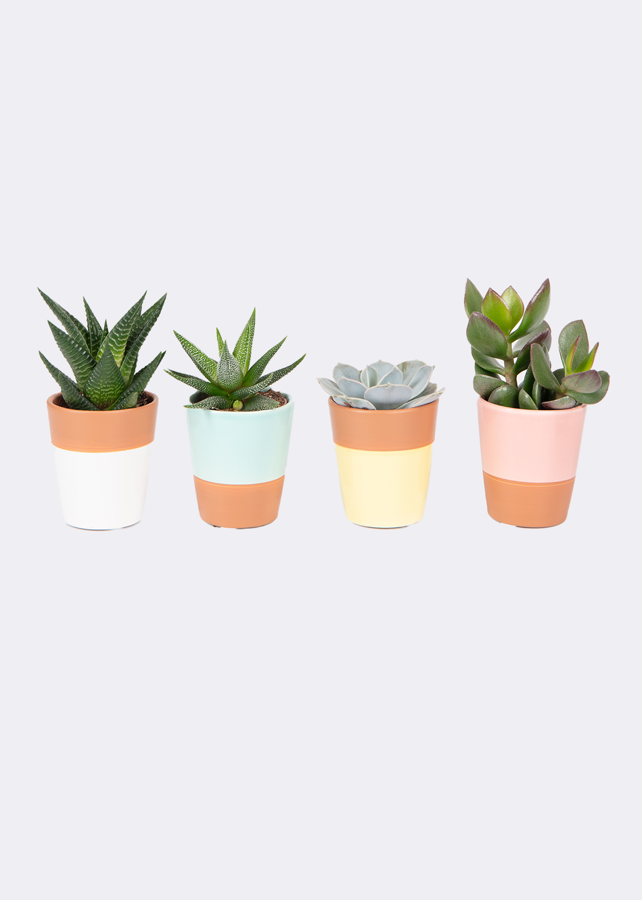 Succulents x 4 in Terracotta Carry Pack 6.5cm