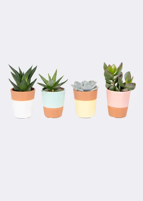 Succulents in Terracotta Carry Pack 6.5cm