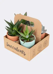Succulents in Terracotta Carry Pack 6.5cm