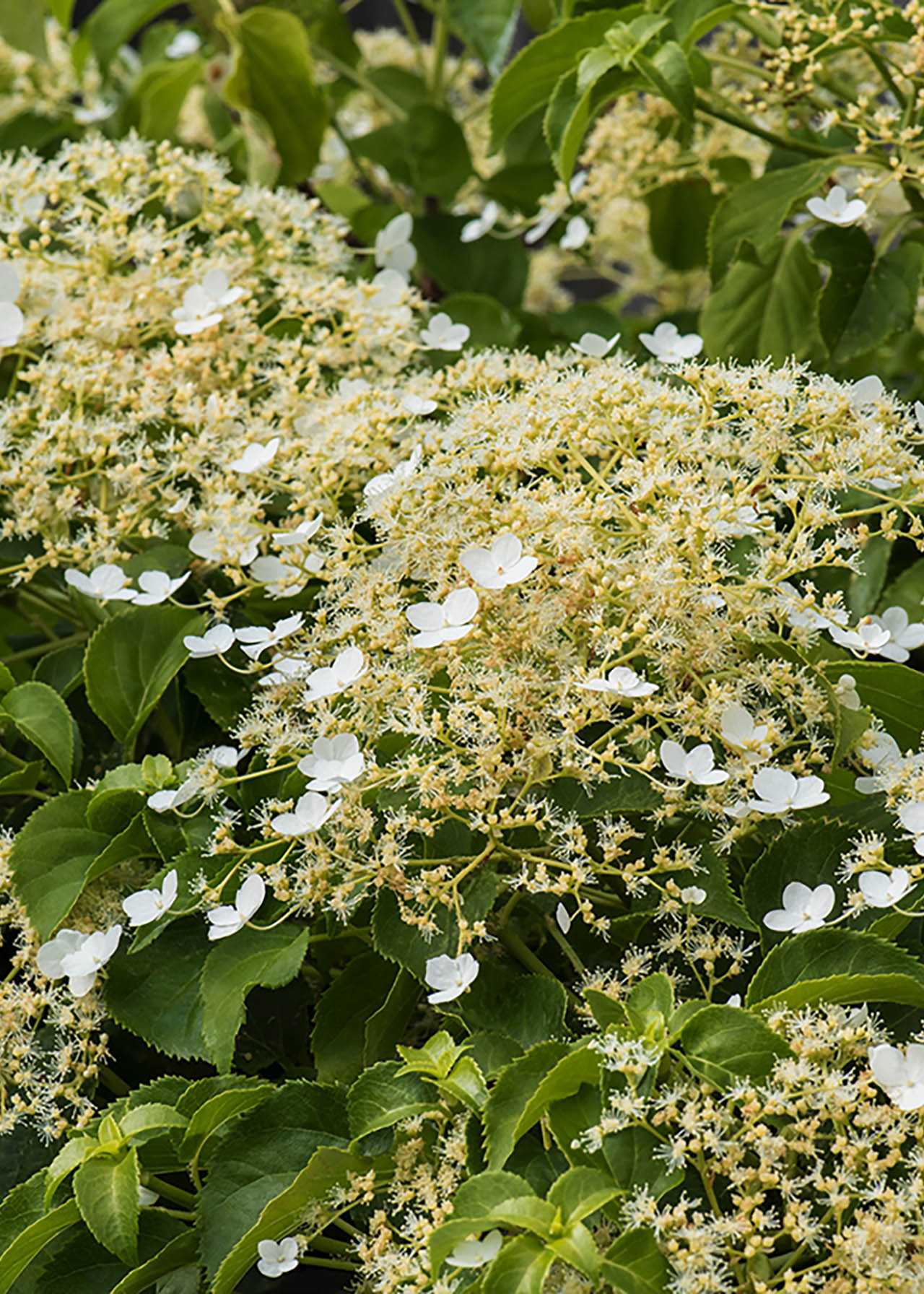 Climbing Hydrangea petiolaris 4.5ltr