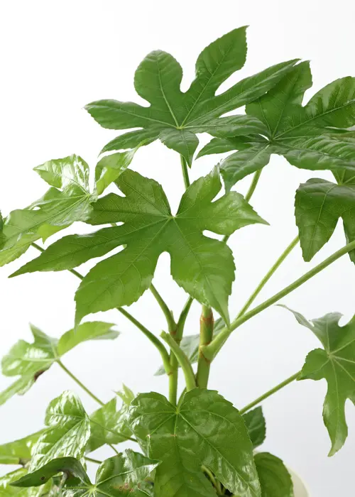 Fatsia Japonica 17cm