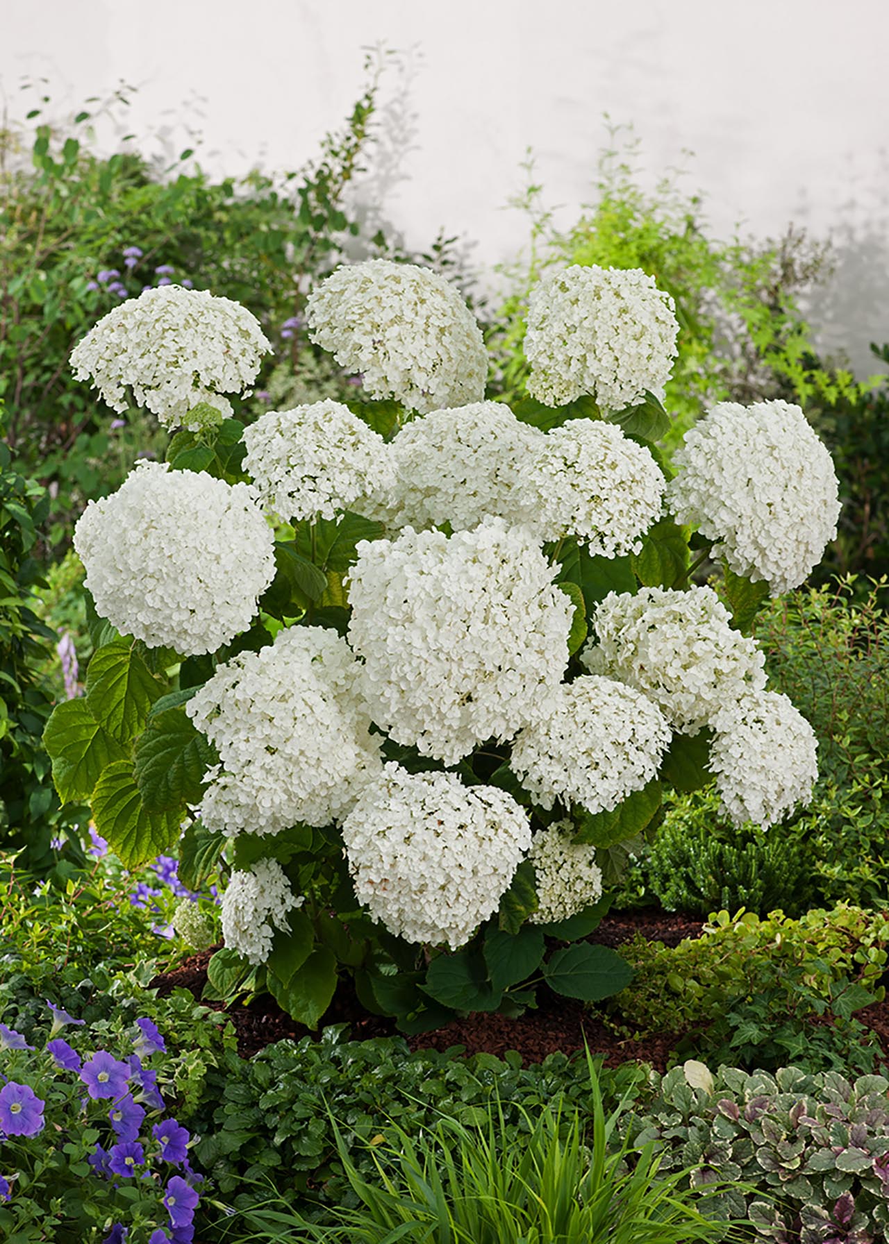 Hydrangea Strong Annabelle 3ltr