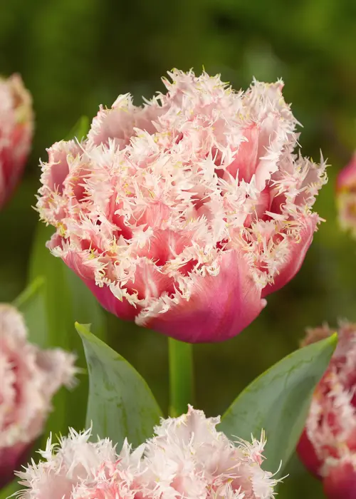 A photo of Tulip Queensland Pack of 5