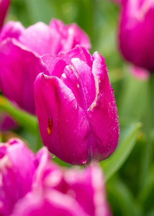 A photo of Tulip Purple Prince Pack of 9
