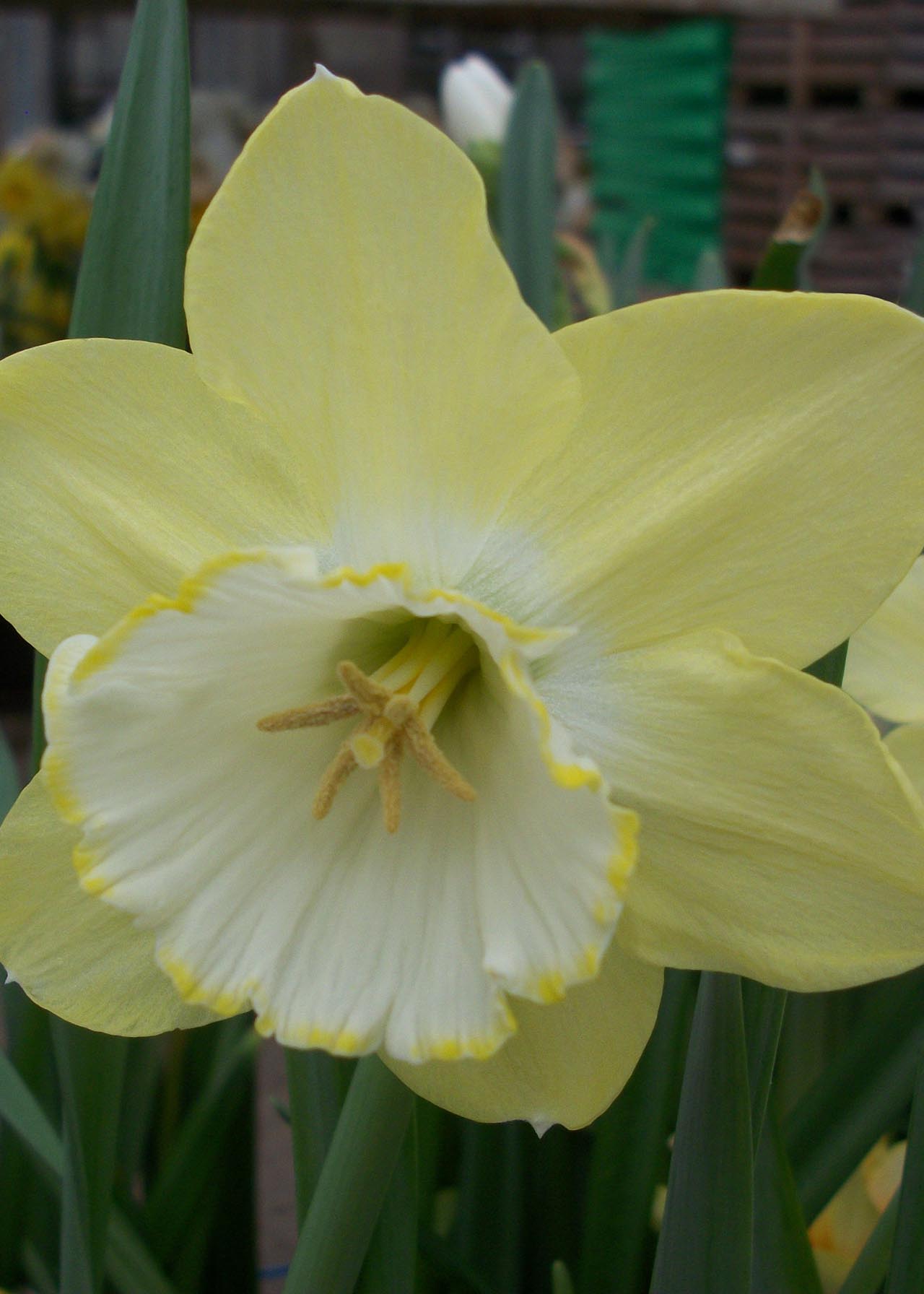 Daffodil (Narcissus) Binkie Carripack 1.5kg