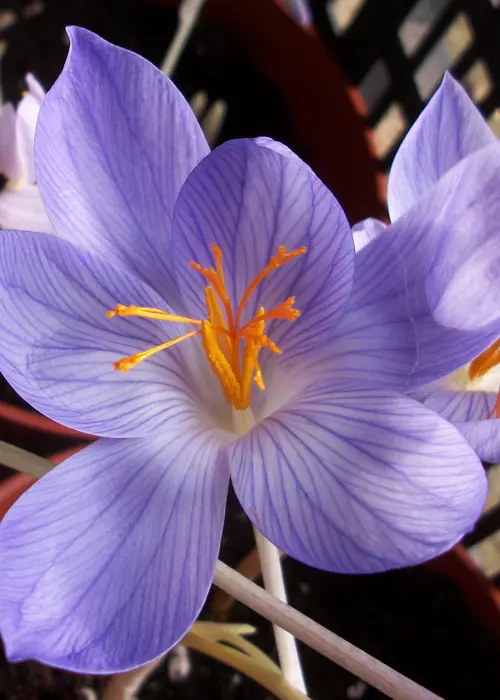 A photo of Crocus Speciosus Pack of 9