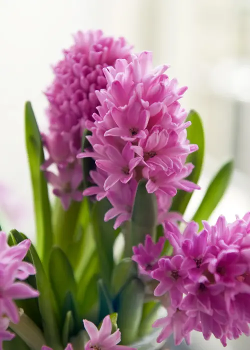 A photo of Hyacinth Pink Pearl Pack of 3