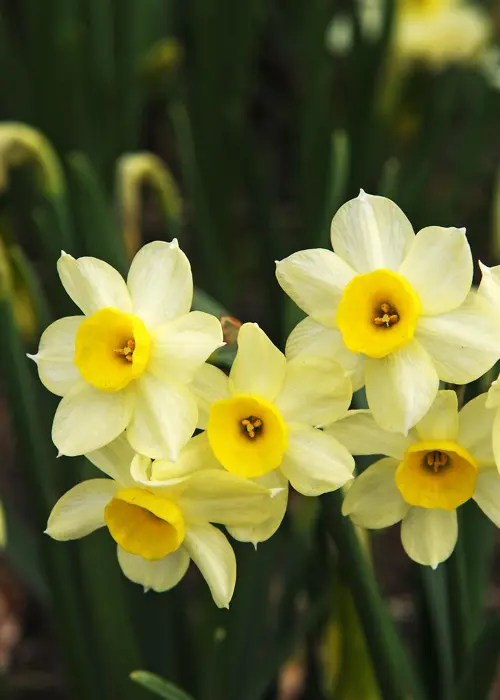 A photo of Daffodil (Narcissus) Minnow Pack of 7