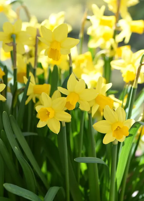 A photo of Daffodil (Narcissus) Tete E Tete Pack of 7