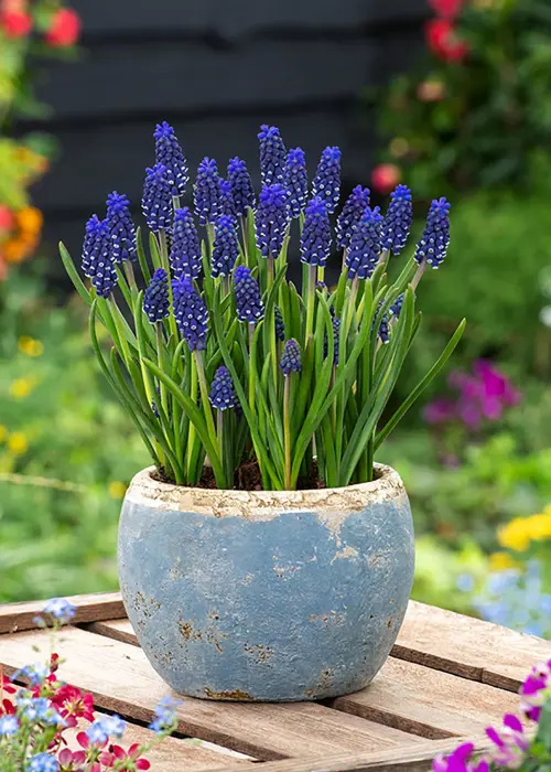 A photo of Muscari Night Eyes Pack of 10