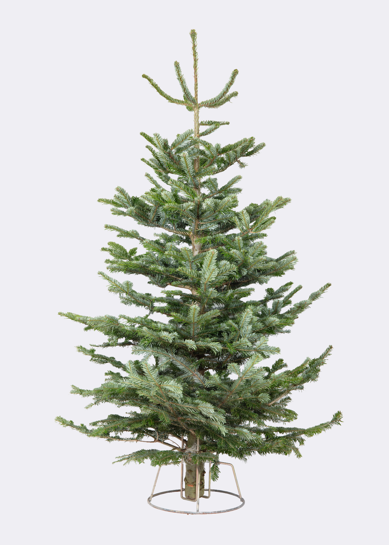 6-7ft Fresh Cut Nordmann Slim Real Christmas Tree 180-210cm