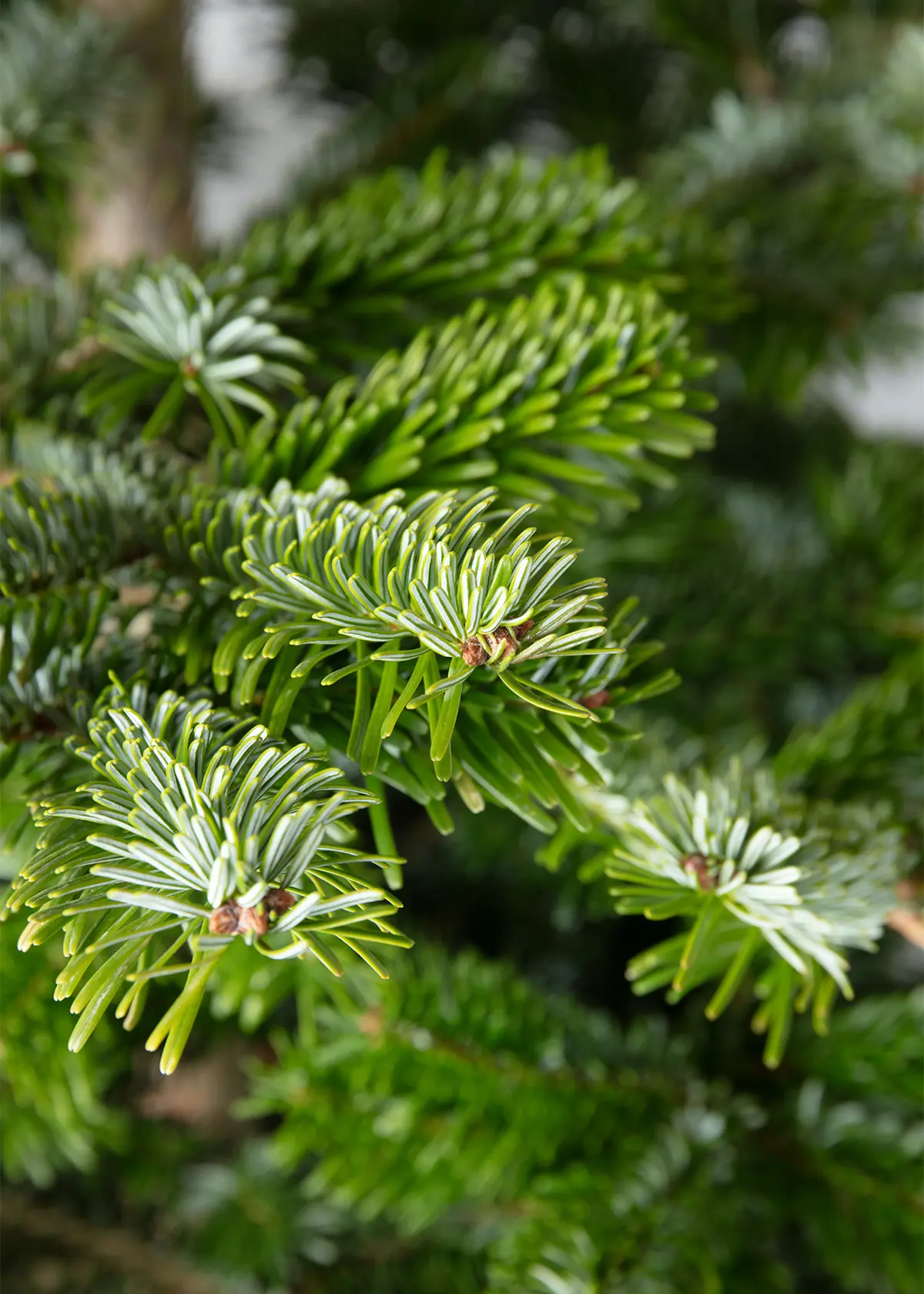 A photo of 6-7ft Fresh Cut Nordmann Slim Real Christmas Tree 180-210cm