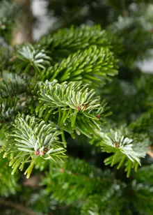6-7ft Fresh Cut Nordmann Slim Real Christmas Tree 180-210cm