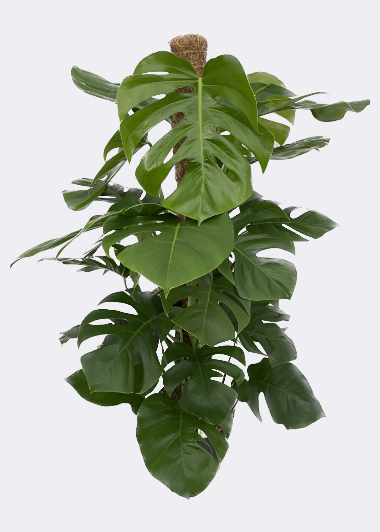 Monstera Deliciosa on Moss Pole 24cm