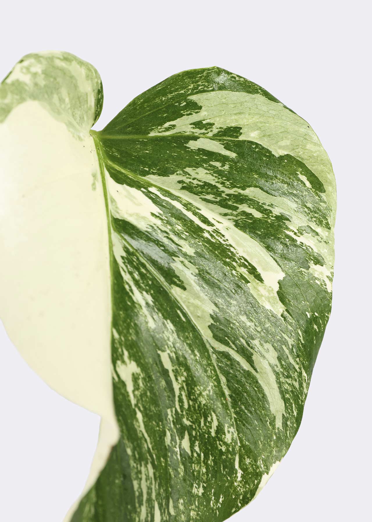 Monstera Variegated Limited Edition 12cm