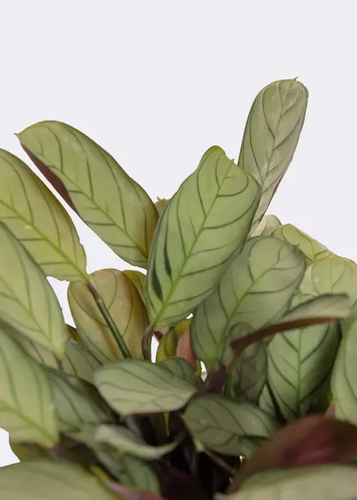 Ctenanthe 14cm