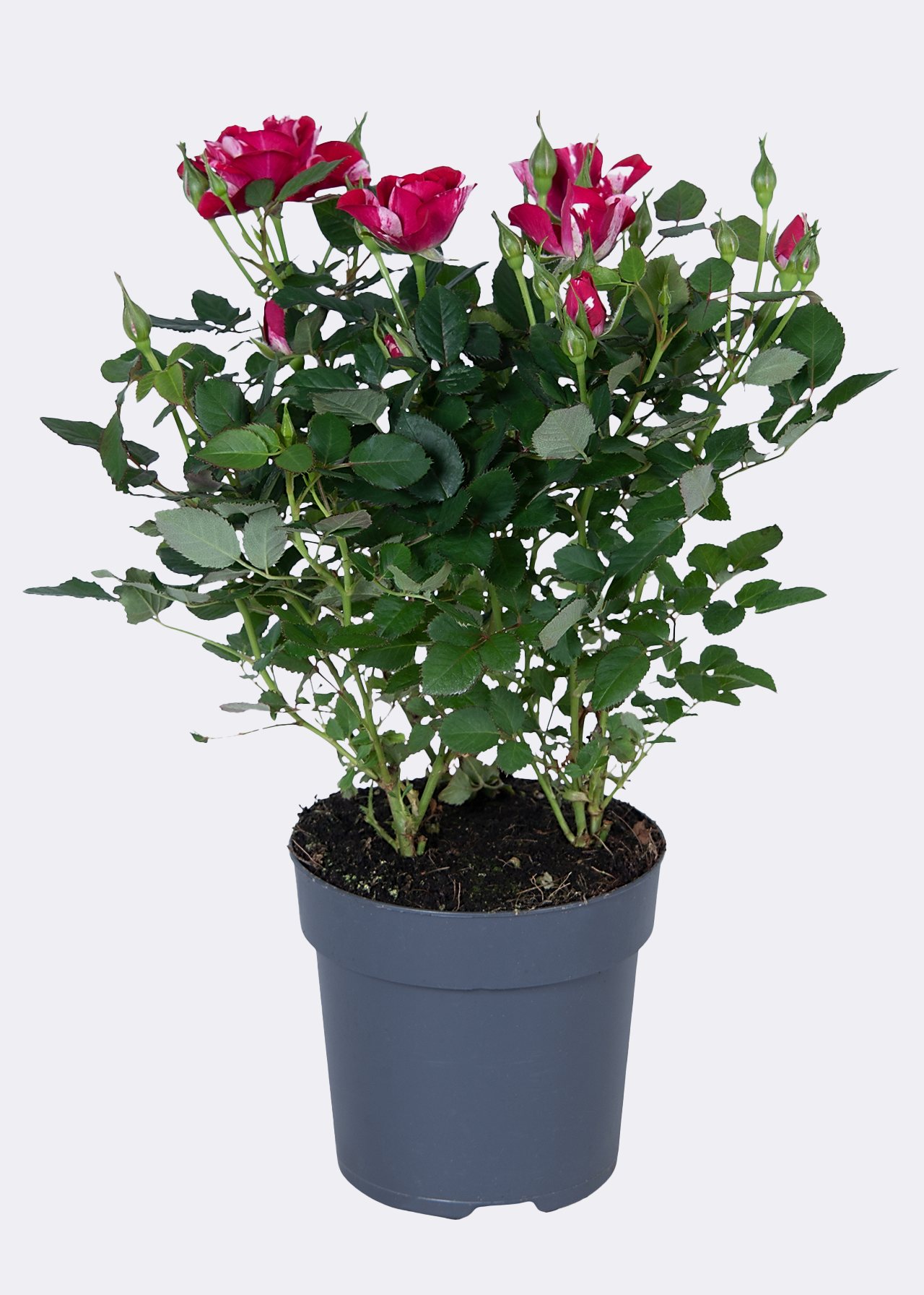 Rosa Gigi 10.5 cm