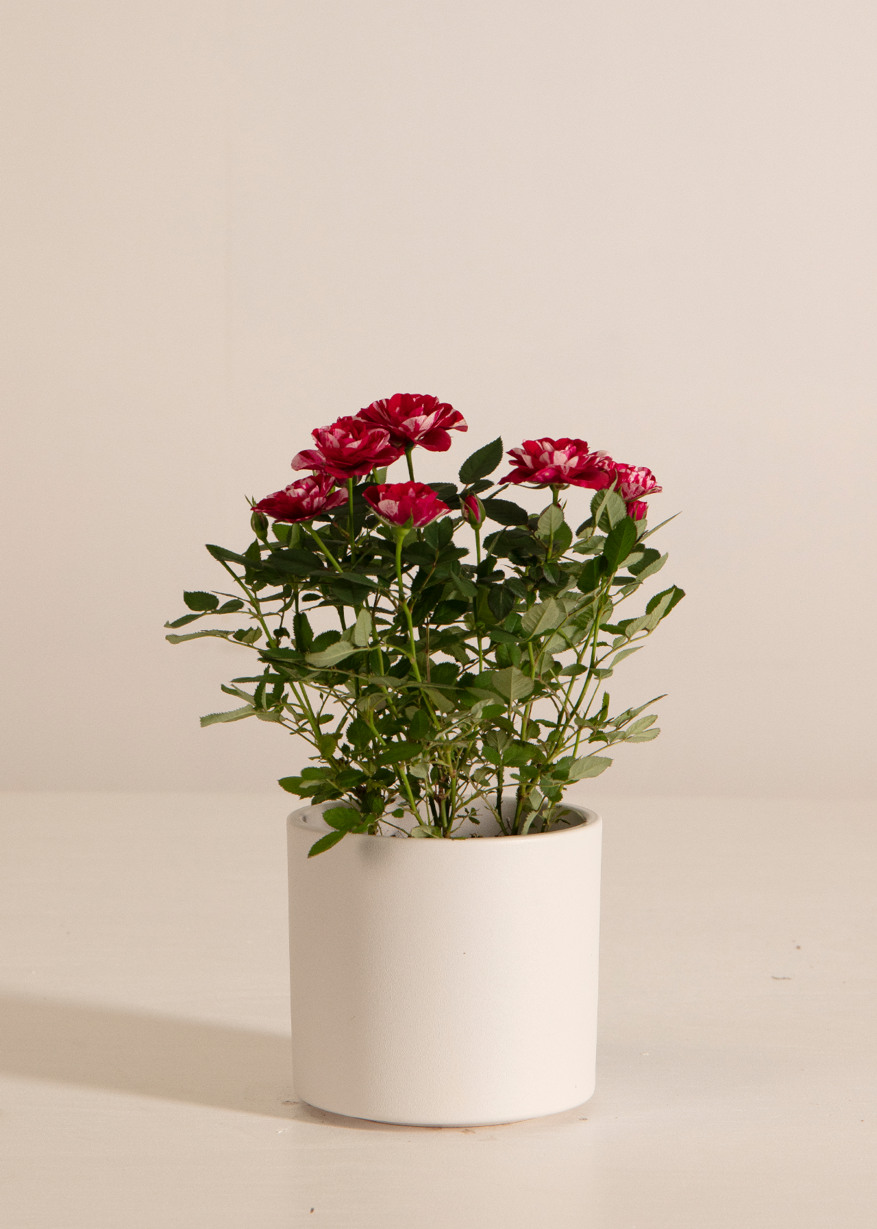 Gigi Rose 10.5cm