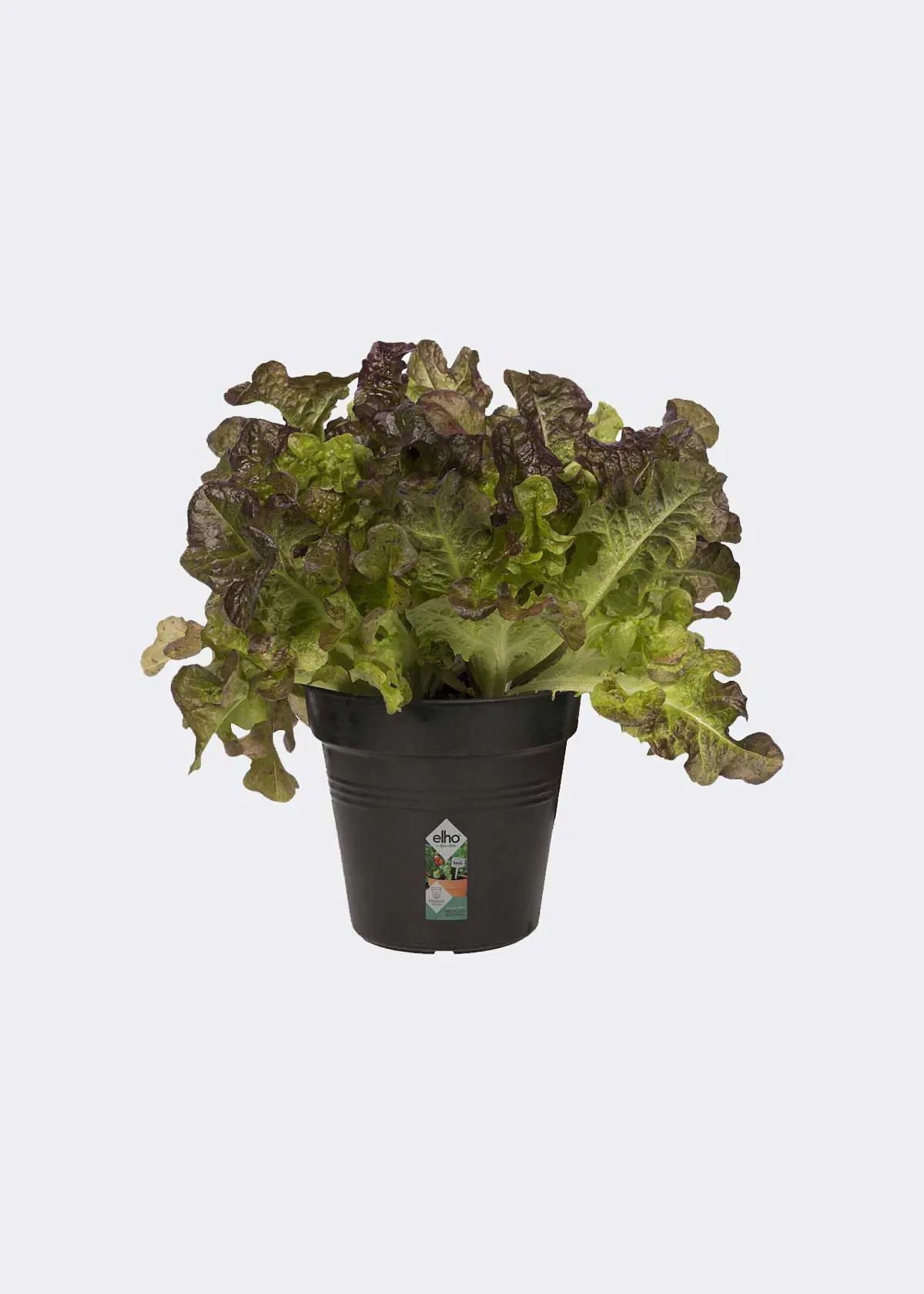 A photo of Elho Green Basics Growpot 11cm Black