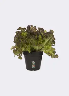 Elho Green Basics Growpot 11cm Black