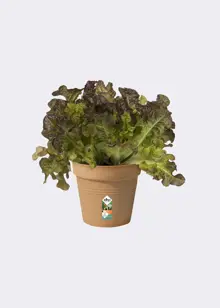 Elho Green Basics Growpot 11cm Terra
