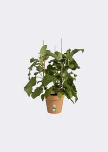 Elho Green Basics Growpot 19cm Terra