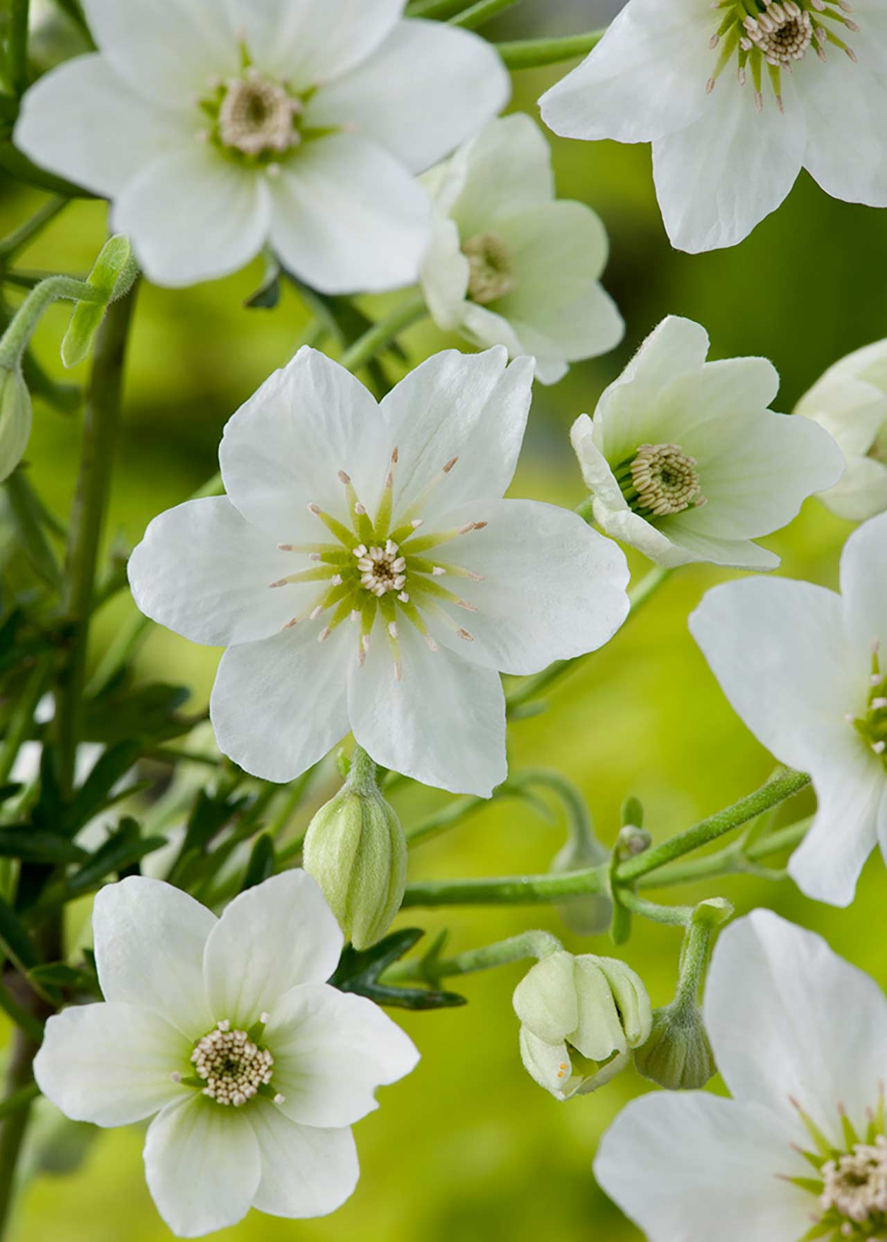 Clematis Early Sensation 2ltr