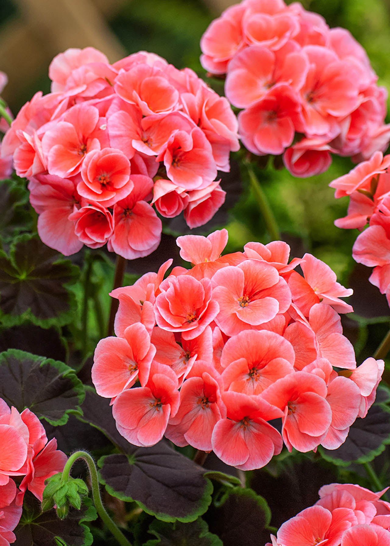 Geranium Zonal Salmon 1ltr