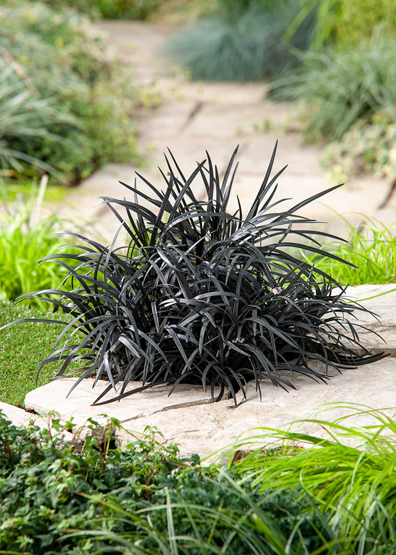 Ophiopogon Nigrescens 1.5ltr