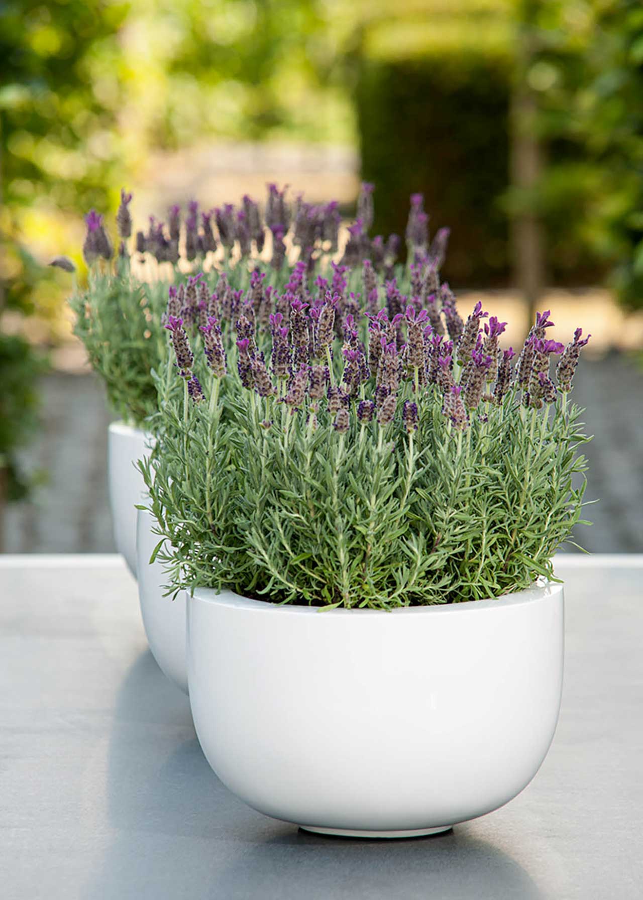 Lavandula Anouk 1.5ltr