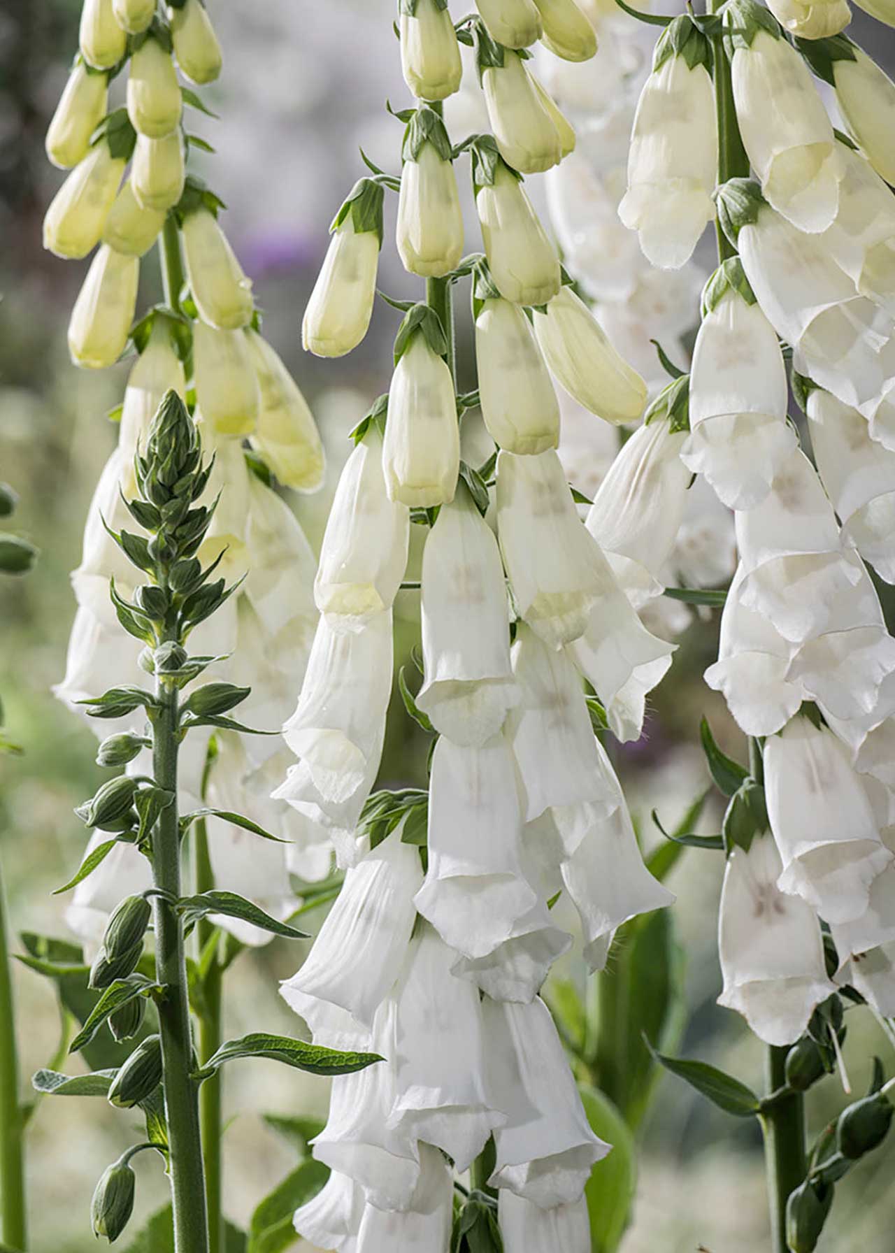 Digitalis Purpurea Lucas White 3ltr