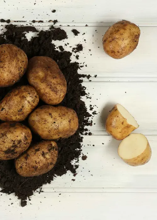 A photo of Seed Potato Caledonian Pearl 2kg