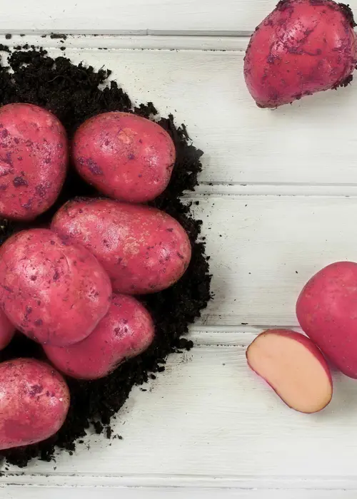 A photo of Seed Potato Caledonian Rose 2kg