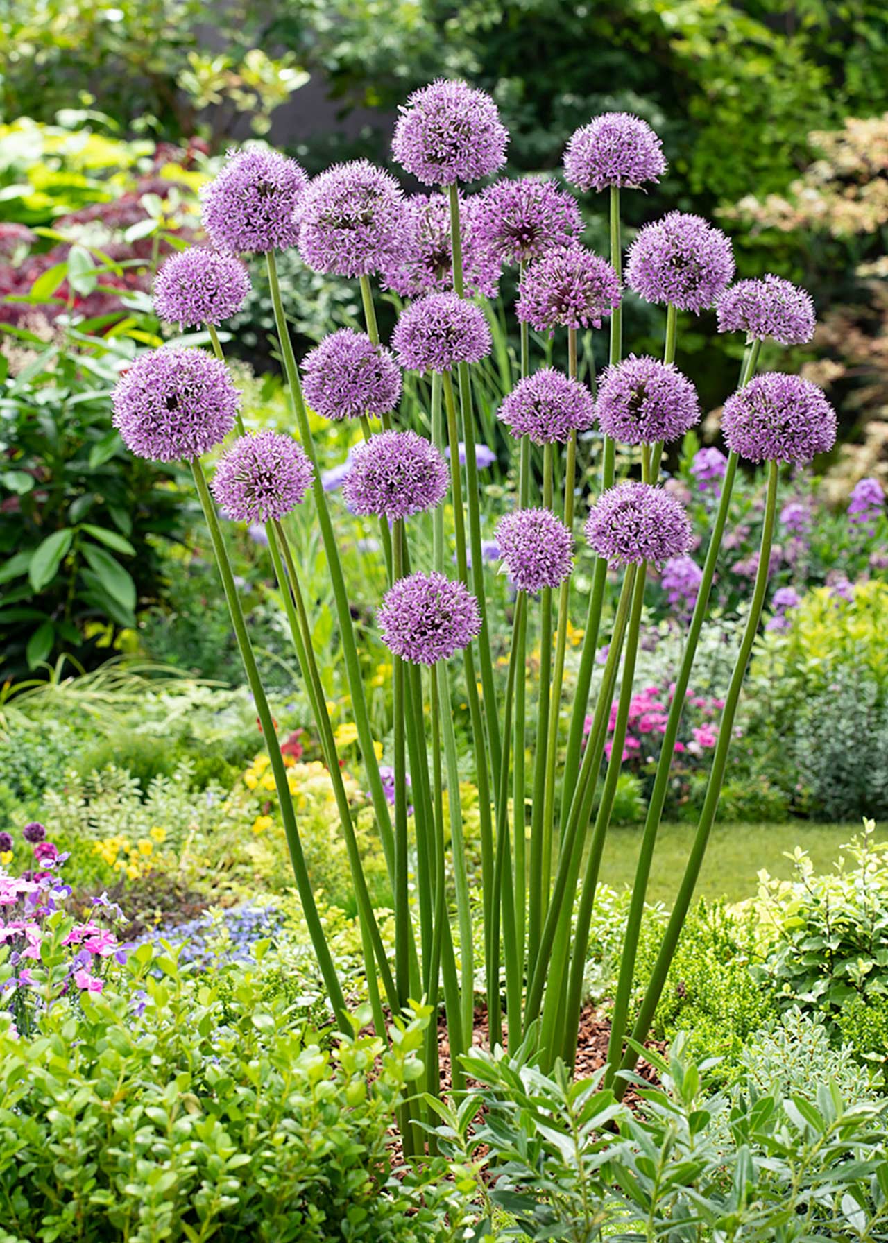 Allium Lavender Bubbles 2ltr