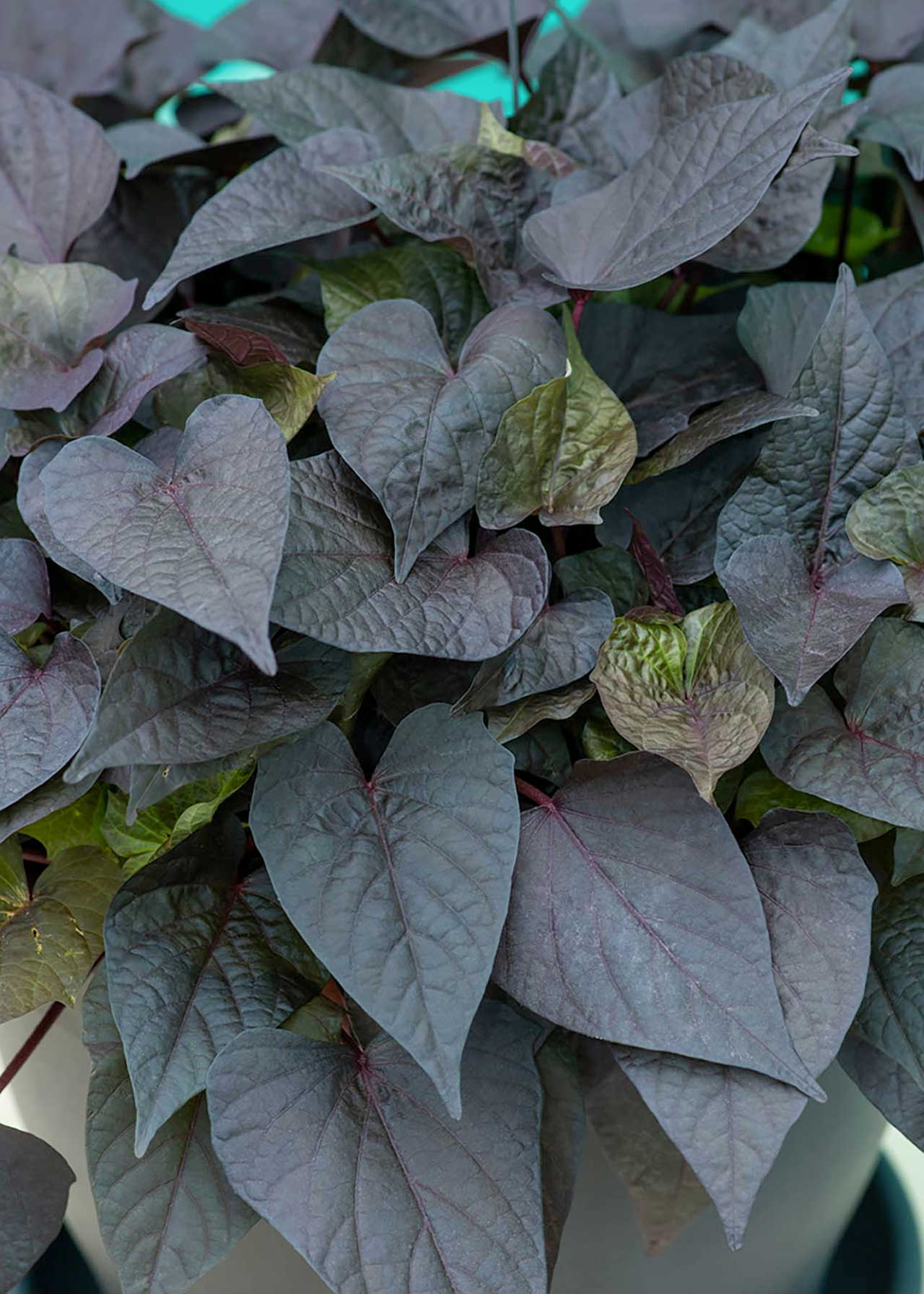 Ipomoea Black Tone 1ltr
