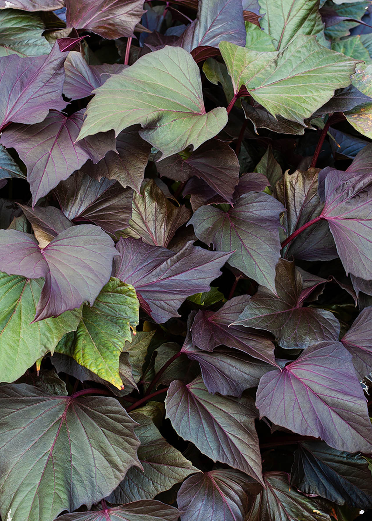 Ipomoea Sweet Caroline 1ltr