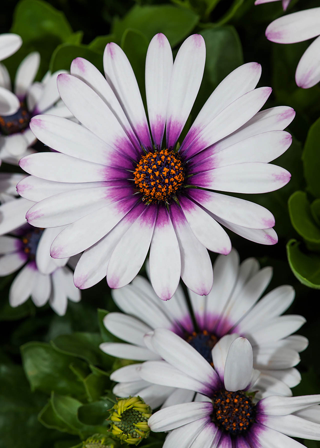 Osteospermum 3D Blueberry Shake 1ltr