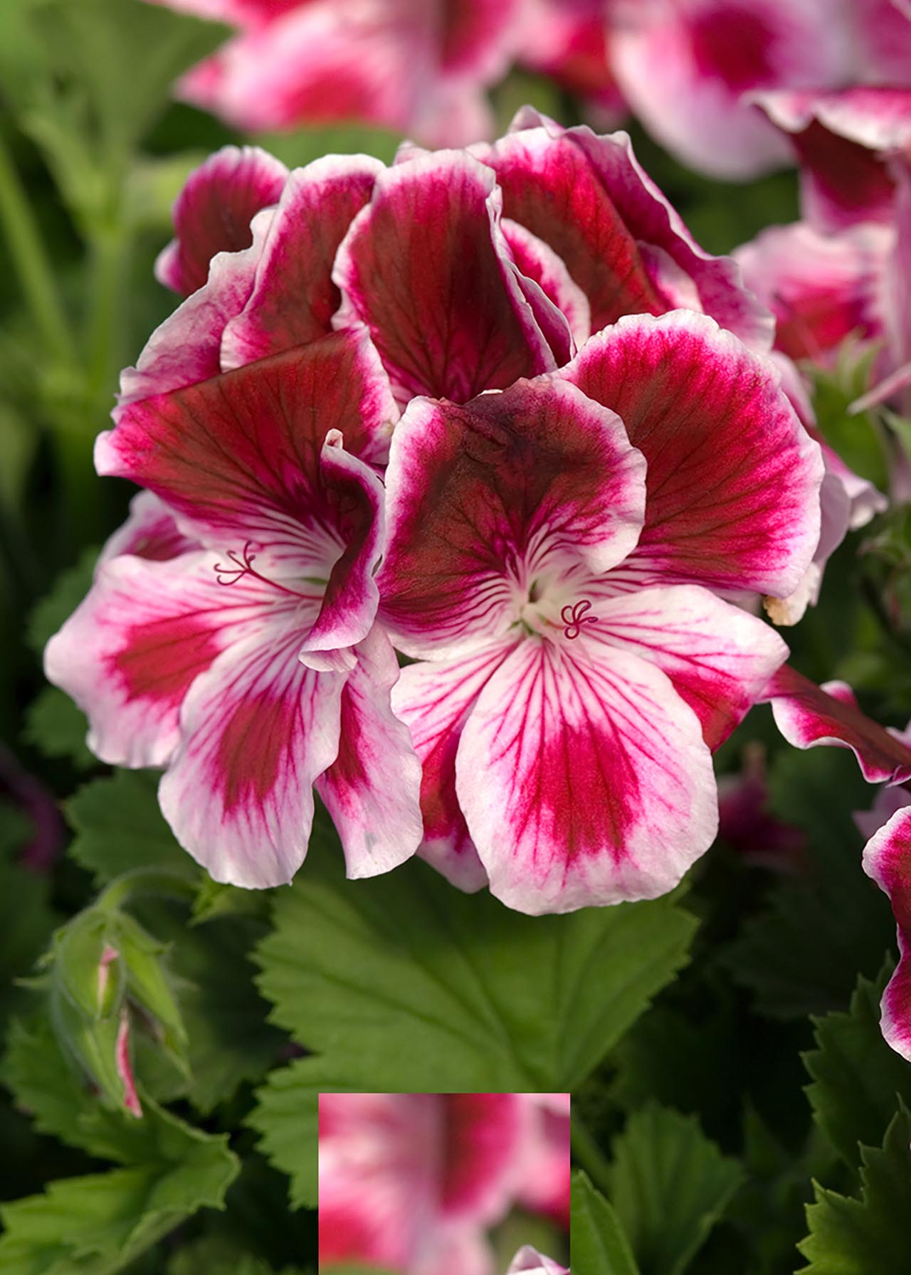 Pelargonium Scented Rose 1ltr