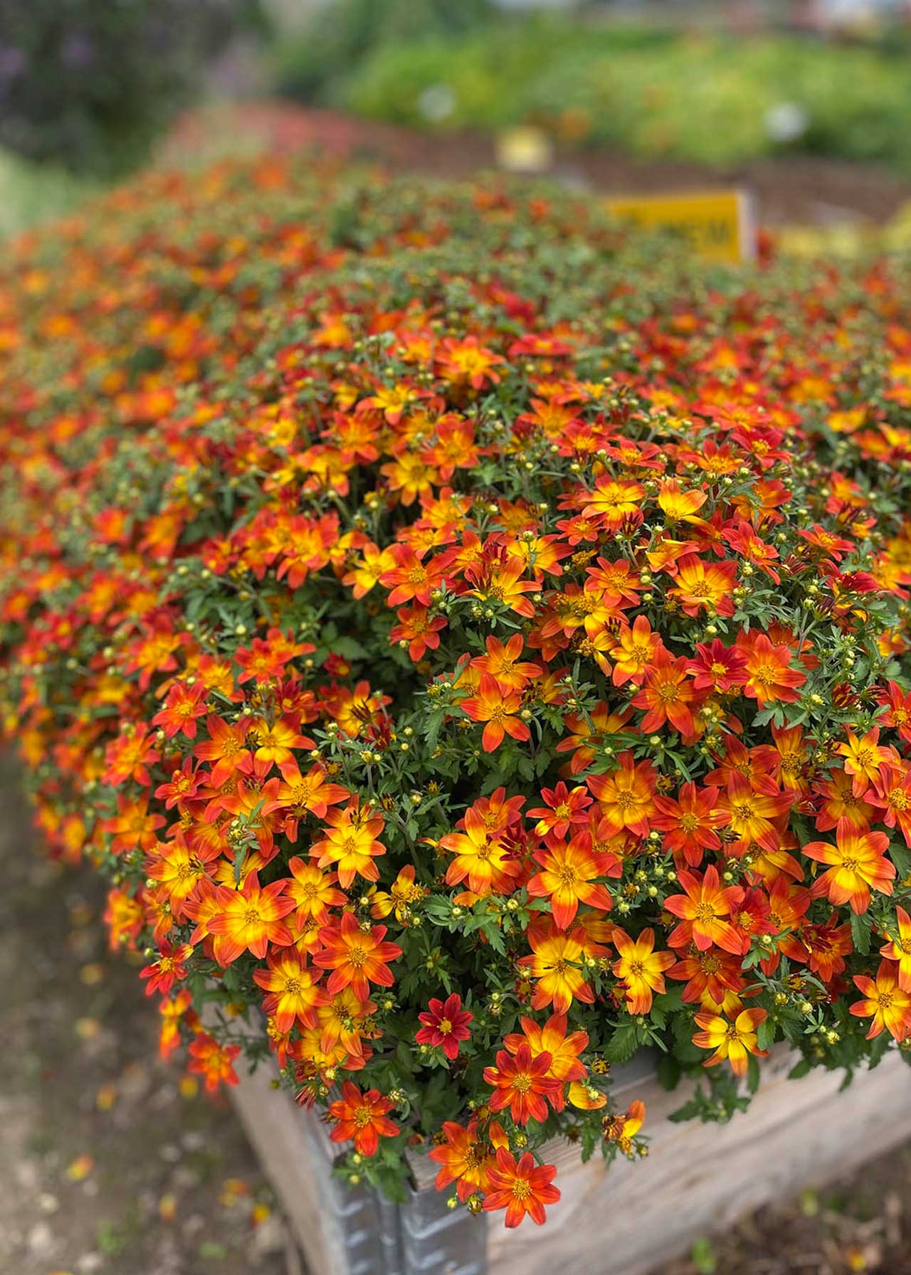 Bidens Taku Tuku Red Yellow 1ltr