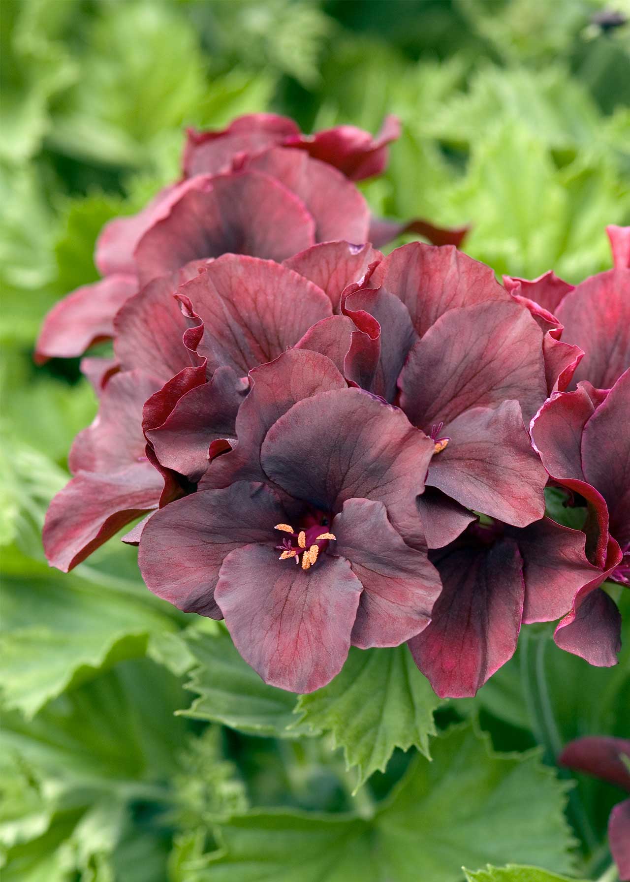 Pelargonium Regalia Chocolate 1.5ltr