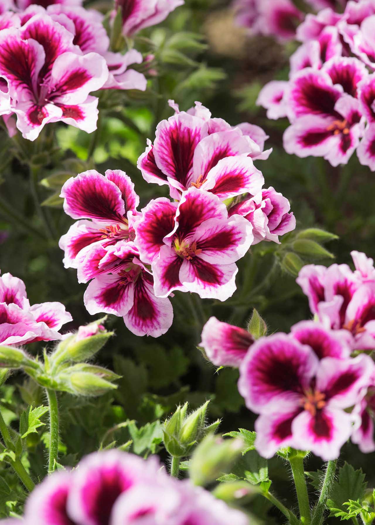 Pelargonium Regalia Lilac 1.5ltr