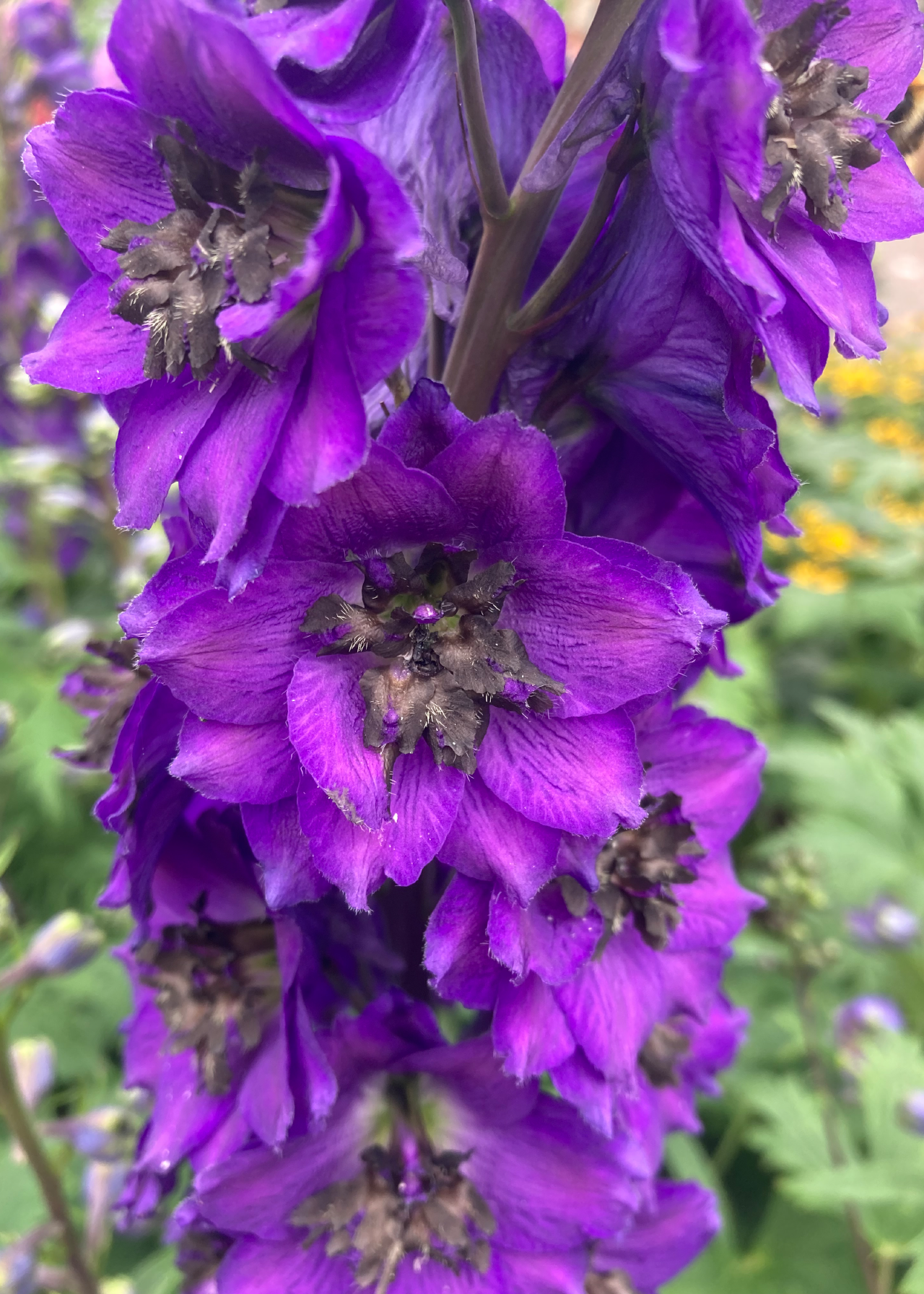 Delphinium Dark Blue Black Bee 1ltr