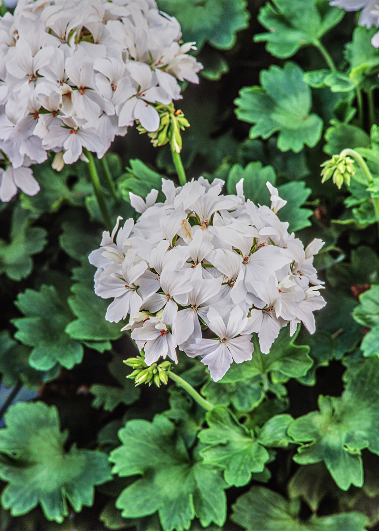 Pelargonium Fireworks White 1ltr
