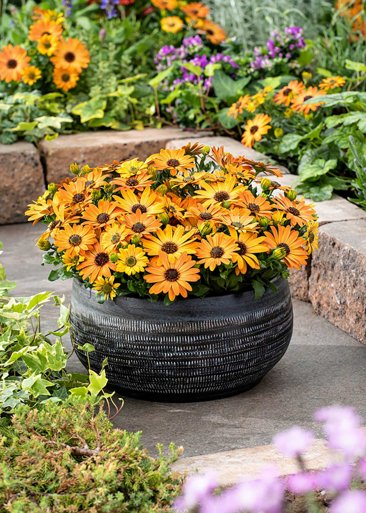 Osteospermum Orange Flare 1ltr