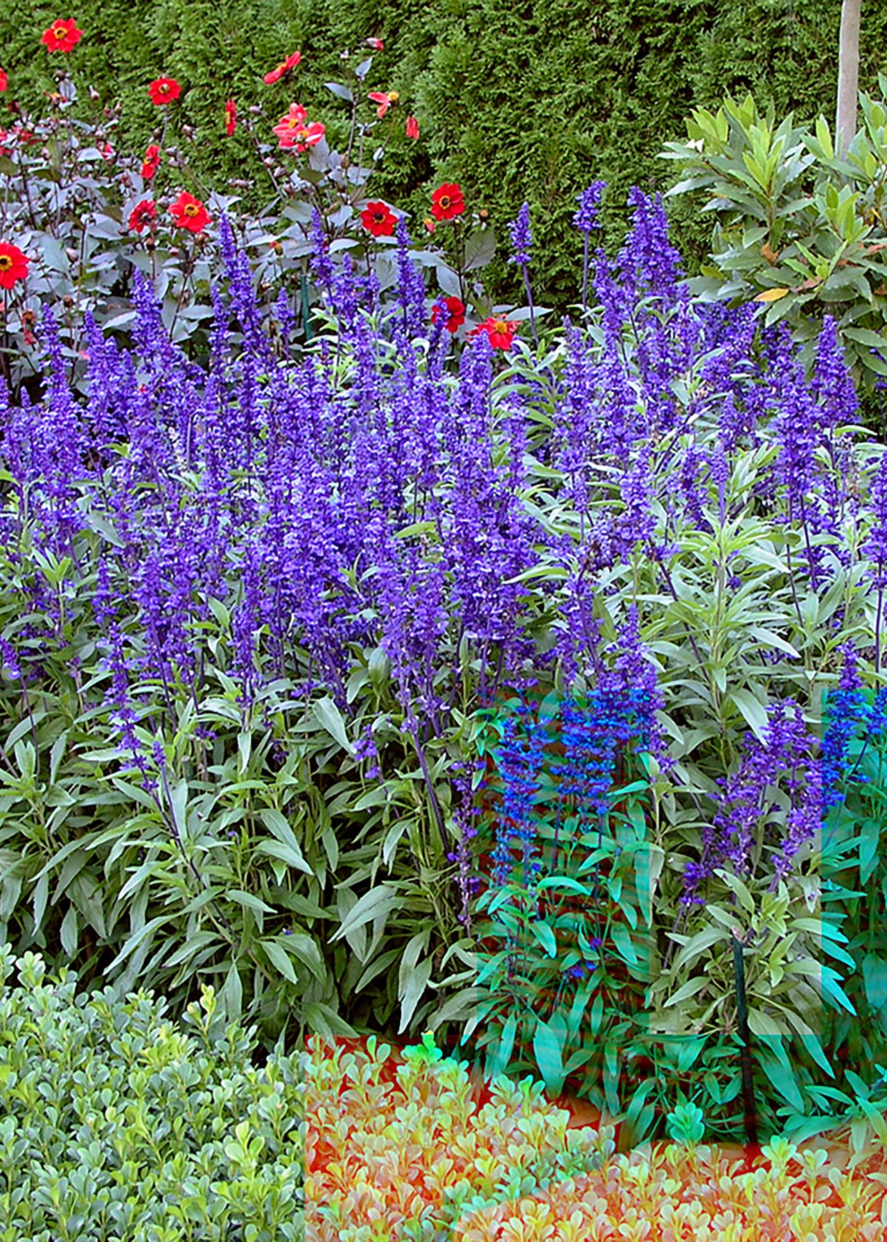 Salvia Victoria Blue 6pk